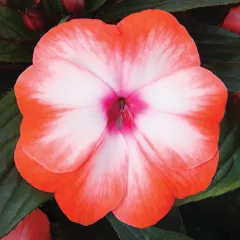 Super Sonic® Orange Ice | Syngenta Flowers