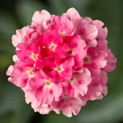 Lanai® Compact Candy Pink | Syngenta Flowers