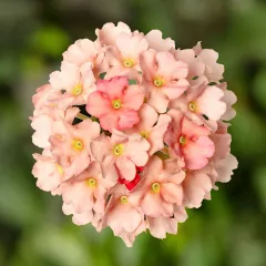 Lanai® Upright Peach | Syngenta Flowers