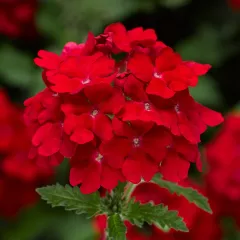 Lanai® Upright Scarlet | Syngenta Flowers