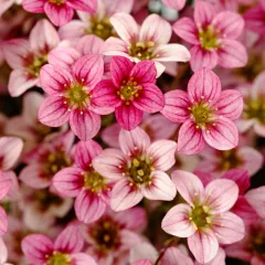 Alpino™ Early Carnival | Syngenta Flowers
