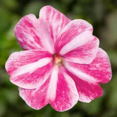 Sonic® Magic Pink | Syngenta Flowers