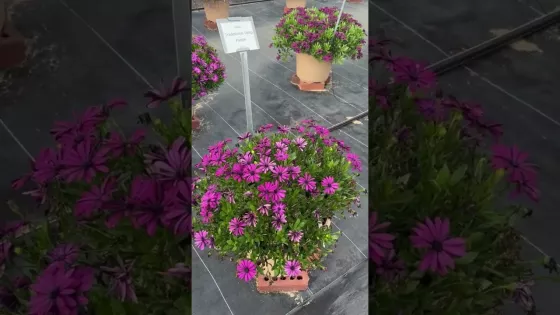 Tradewinds® Deep Purple | Syngenta Flowers