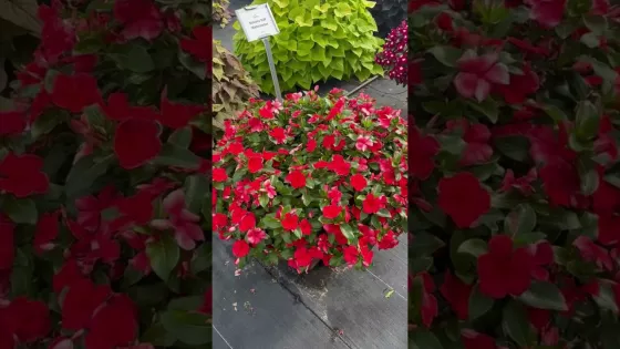 Nirvana® XDR Apricot Splash | Syngenta Flowers