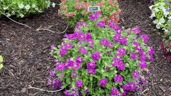 Lanai® Cyclops Purple | Syngenta Flowers