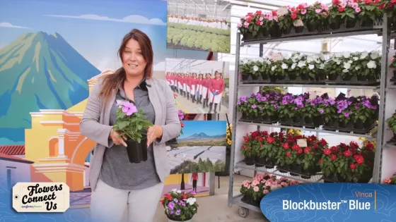 Cora® XDR Hotgenta | Syngenta Flowers