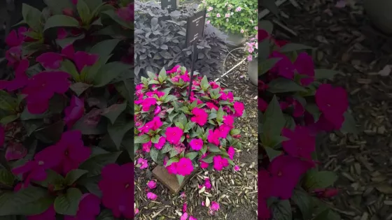 Sonic® Deep Purple | Syngenta Flowers