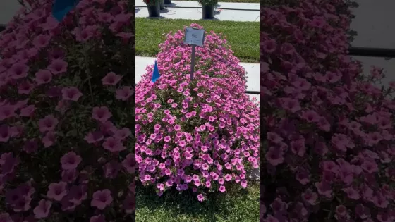 Dekko™ Pinwheel Purple | Syngenta Flowers