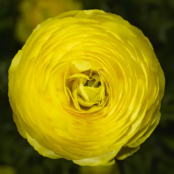 Magic™ Yellow