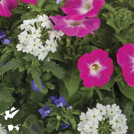 Spring Breeze™ Mix