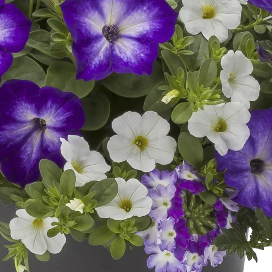 Spring Showers™ Mix