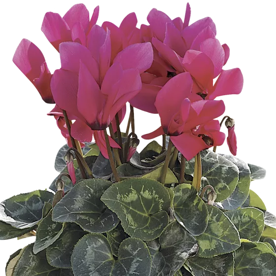 Sierra™ Synchro Deep Rose