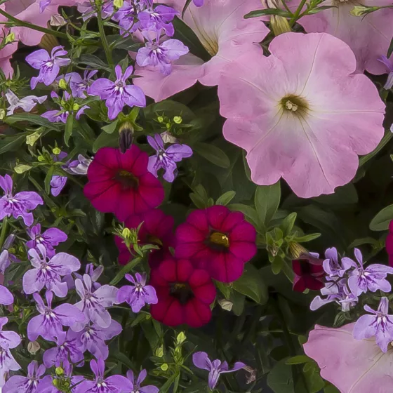 Wisteria Lane™ Mix