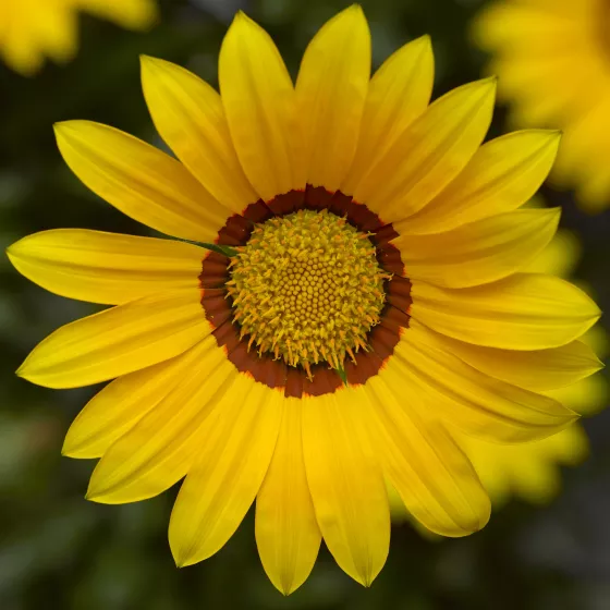 Kiss™ Yellow