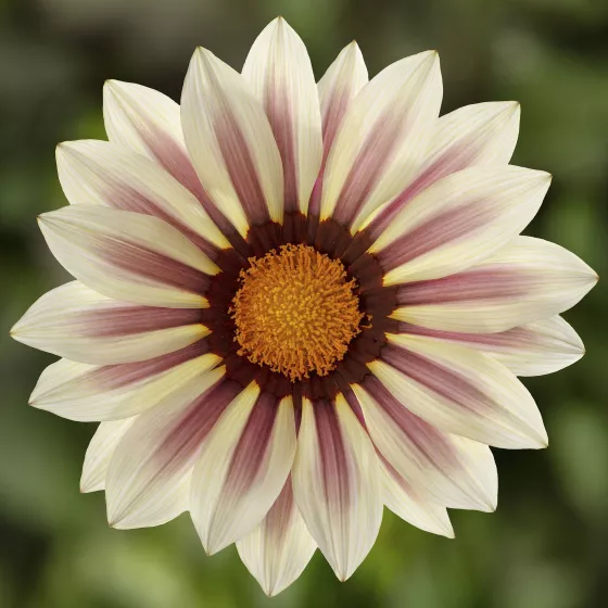 Kiss™ White Flame