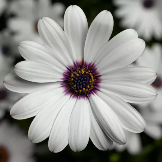 Asti™ White