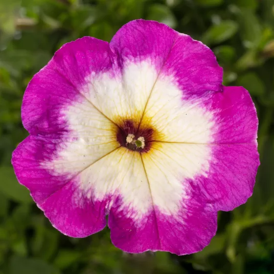 Sanguna® Patio Radiant Violet