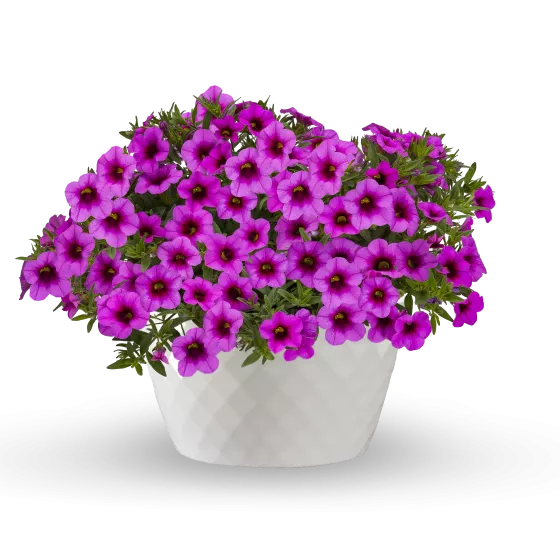 Callie® Hot Pink