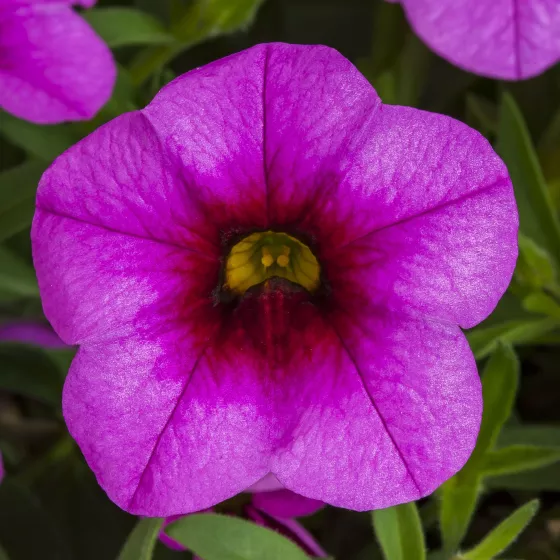 Callie® Hot Pink