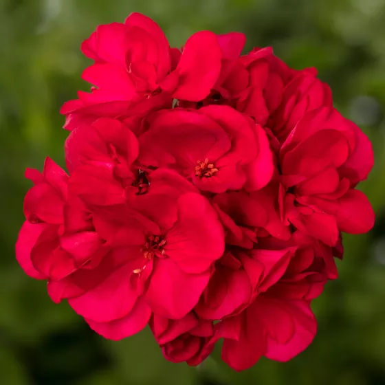 Mantra™ Bright Red