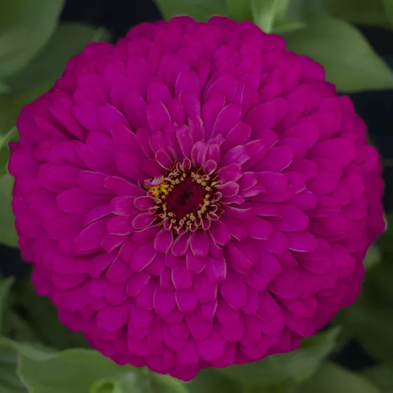Uproar™ Rose