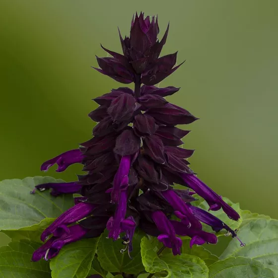 Mojave™ Purple