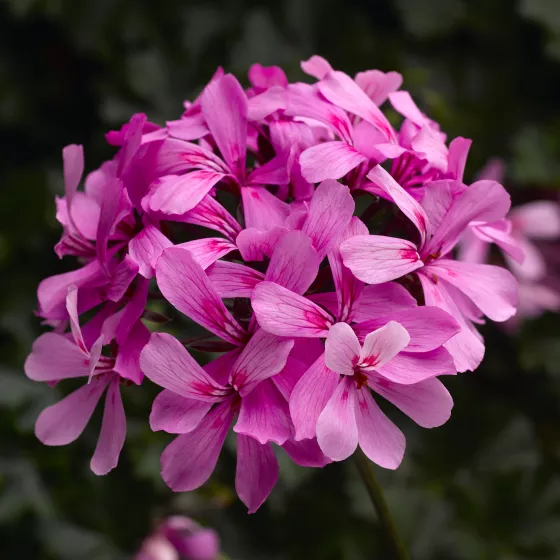 Caldera™ Pink