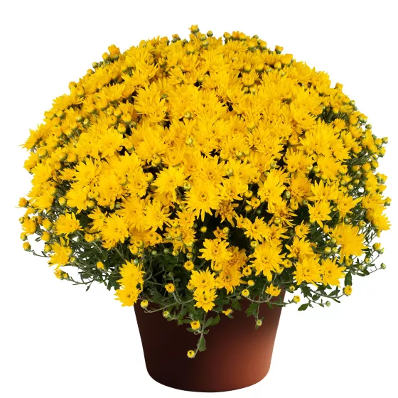 Yolanda™ Yellow