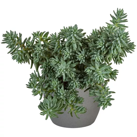 Sedum sediforme 'Silver'