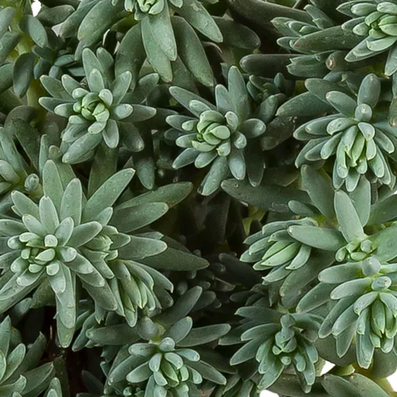 Sedum sediforme 'Silver'