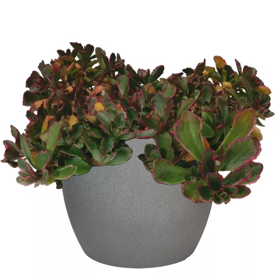 Sedum kamtschaticum 'Variegatum'