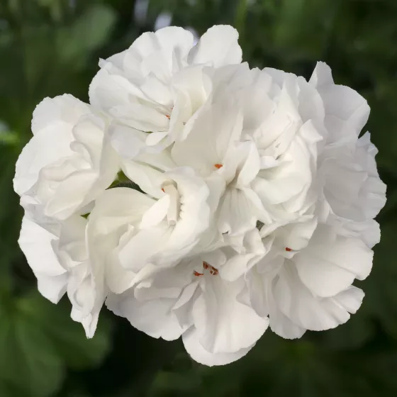 Calliope® Large White