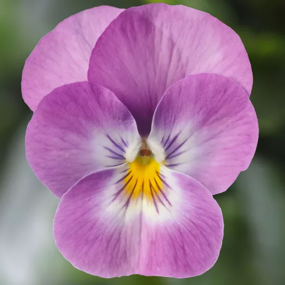 Deltini™ Lavender Pink Face