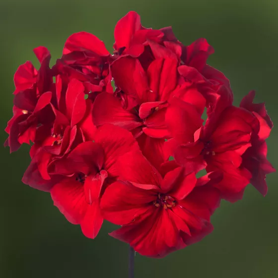 Mojo™ Dark Red