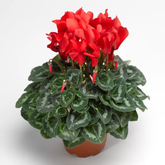 Sierra™ Synchro Scarlet