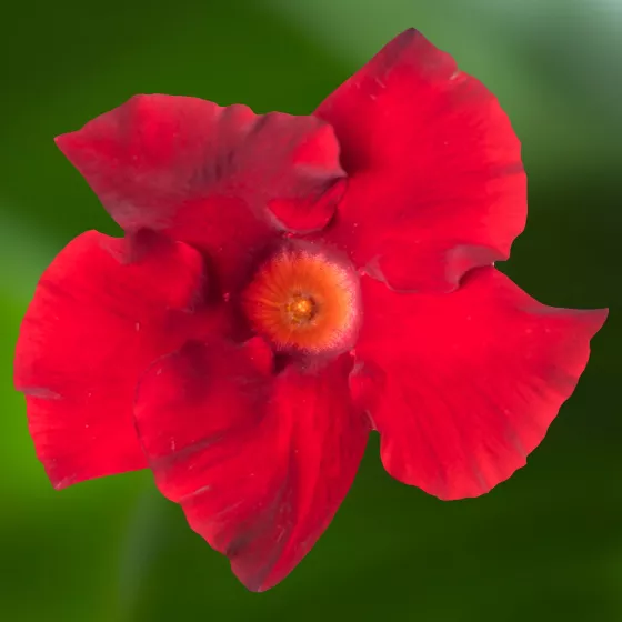 Madinia® Petite Deep Red