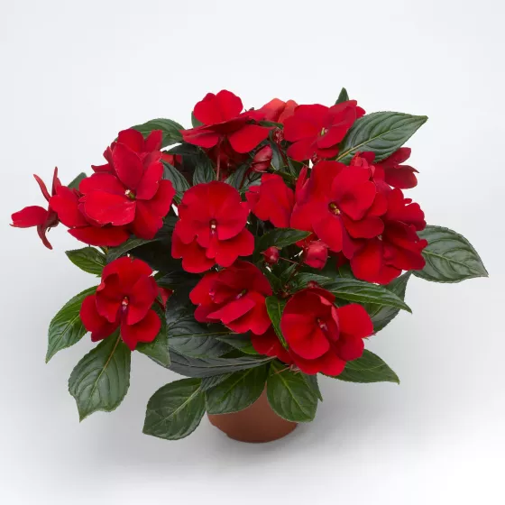 Florific® Red