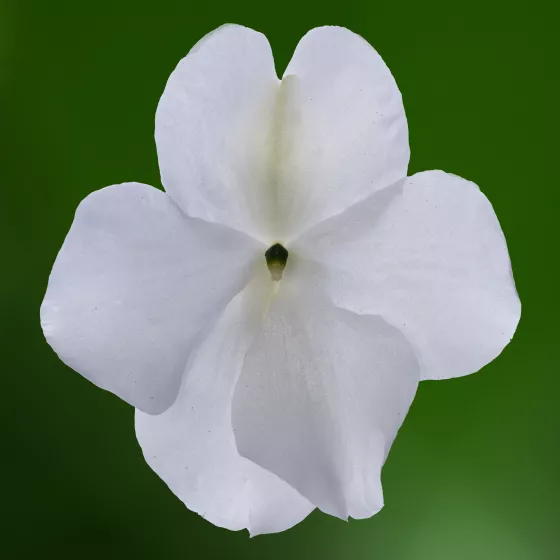 Imara® XDR White