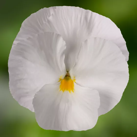Colossus™ White