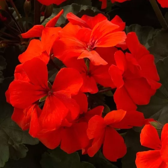 Caliente® Orange