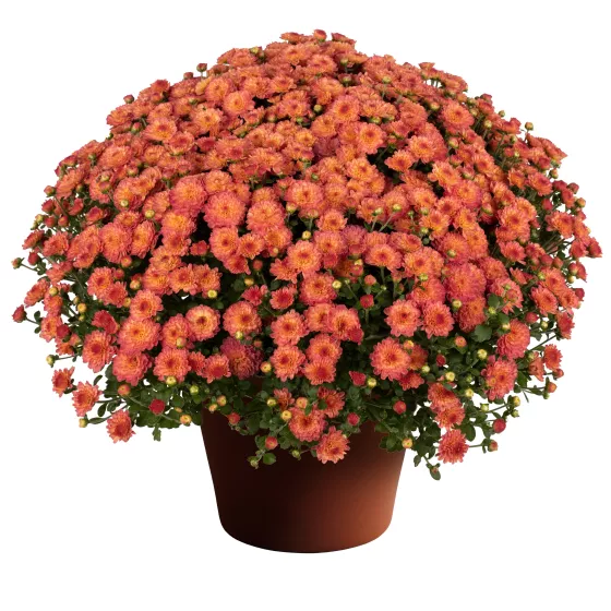 Gigi™ Coral