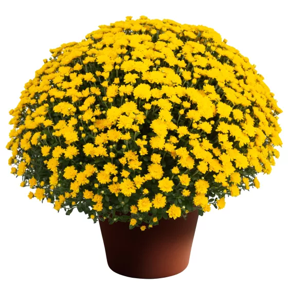 Mary™ Yellow
