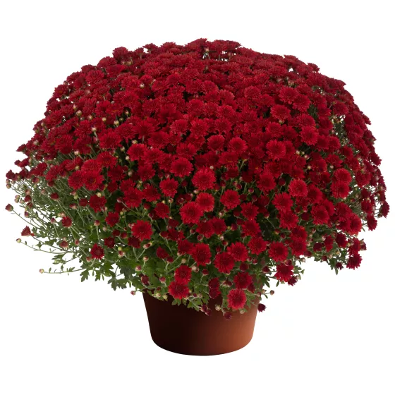 Josephine™ Red