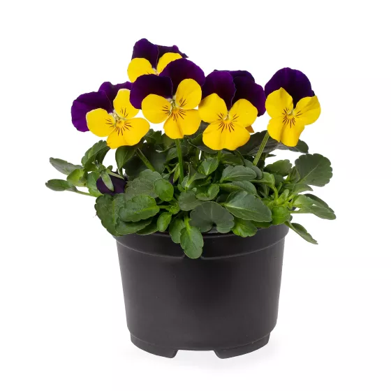 Penny™ Pro Yellow Jump Up