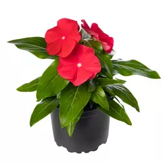 Cora® XDR Red Glow