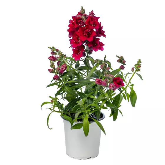 Sweet Duet™ Deep Red