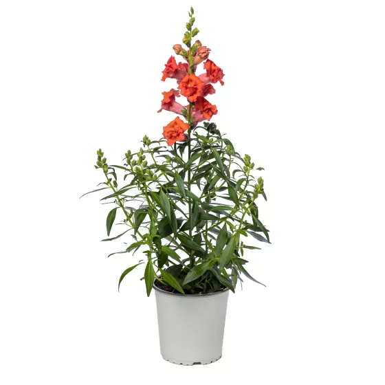 Sweet Duet™ Deep Orange