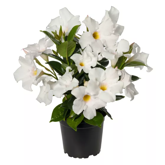 Madinia® Elegant White