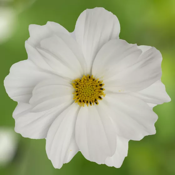 Apollo™ White Imp.