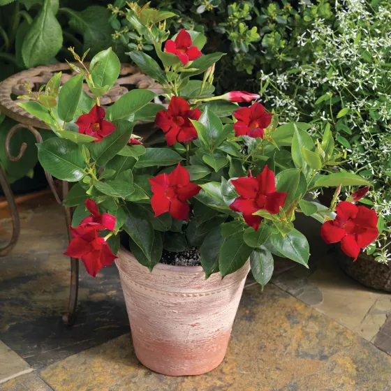 Madinia® Deep Red